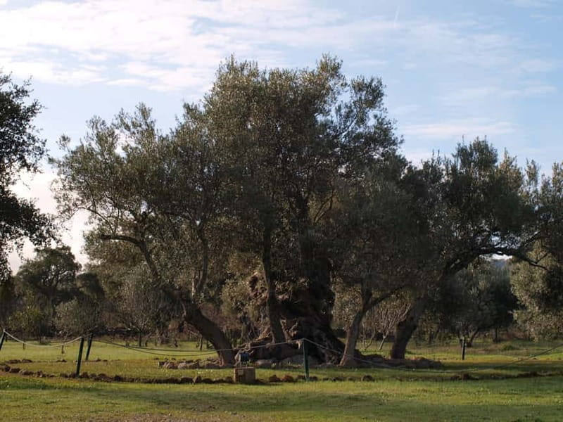 Algarve: Flavors and Traditions Tour - Who Will Love This Tour?