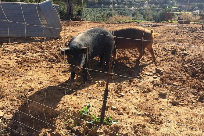 Algarve Mountains & Villages - Half Day Jeep Safari Trip - Frequently Asked Questions