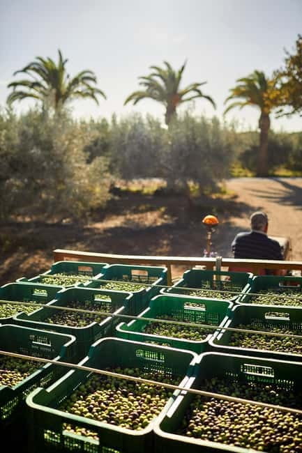 Algarve: Olive Oil, Market, and Ria Formosa Boat Tour - Final Thoughts: Who Is This Tour For?