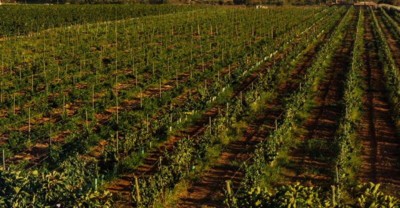 Algarve: Vineyard Tour & Premium Wine Tasting in Silves - Frequently Asked Questions