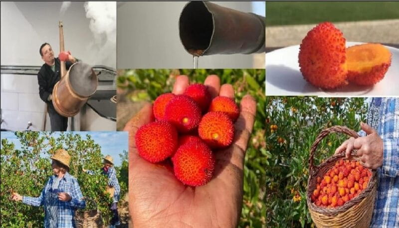 ALGARVE'S ARBUTUS BERRY TRAIL - Ideal for Who?