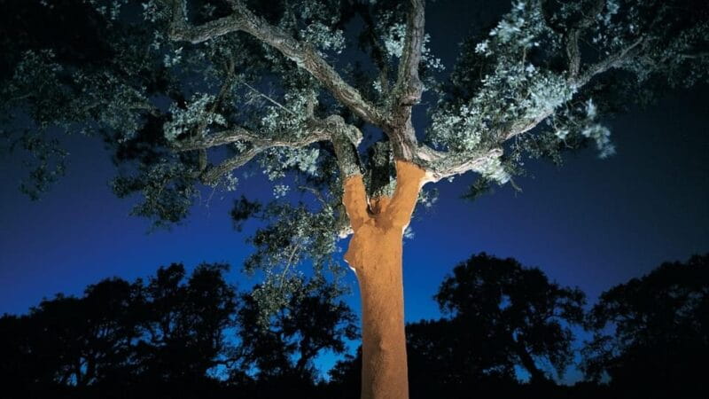 ALGARVE'S CORK TRAIL - Key Points / Takeaways