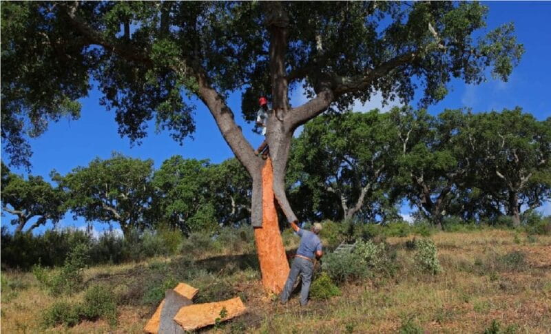 ALGARVE'S CORK TRAIL - Exploring Algarve’s Cork Heritage in Detail