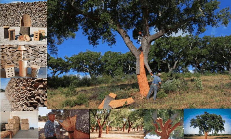 ALGARVE'S CORK TRAIL - Who Will Love This Experience?