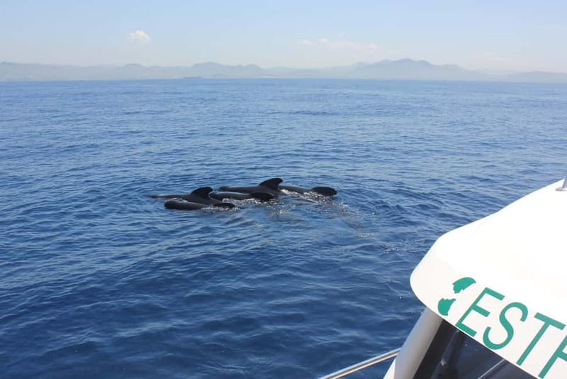 Algeciras: Dolphin and whale watching in reduced groups - Setting Sail from the Heart of Algeciras