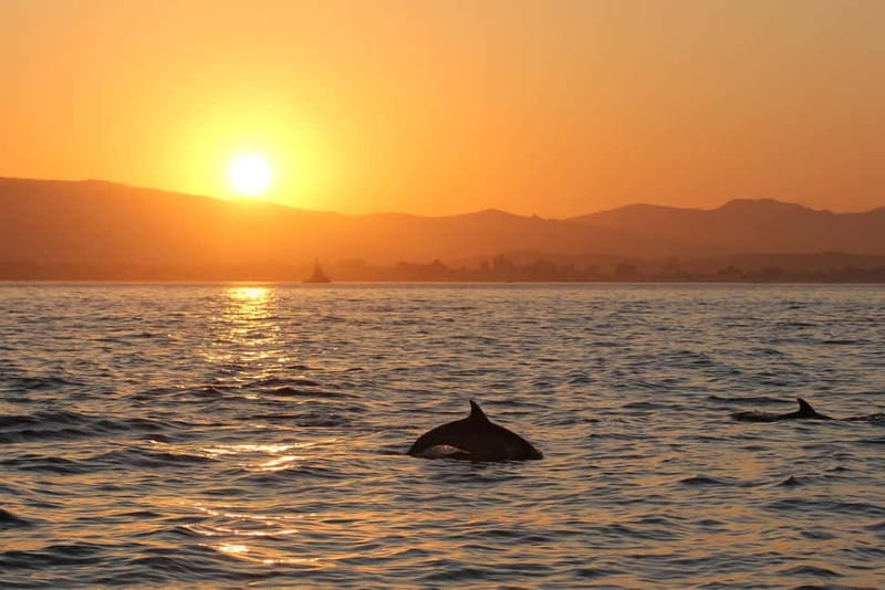 Algeciras: Dolphin and whale watching in reduced groups - Who Will Love This Tour?