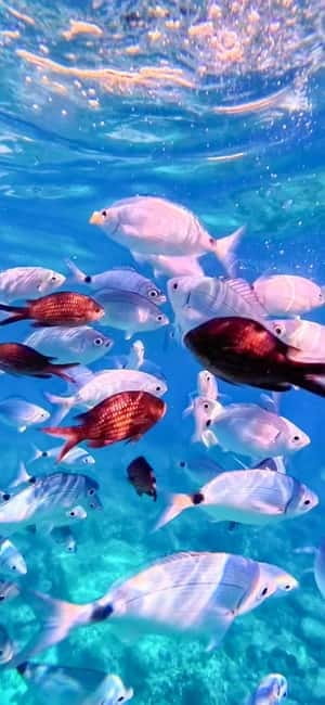 Alghero: Boat Tour and Snorkeling with Aperitif Porto Conte - Practical Tips for Your Trip