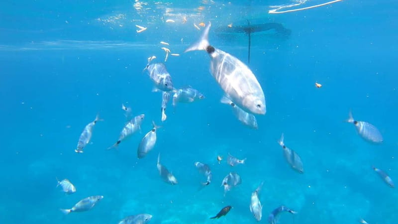 Alghero: Catamaran Cruise with Lunch and Snorkeling - FAQ