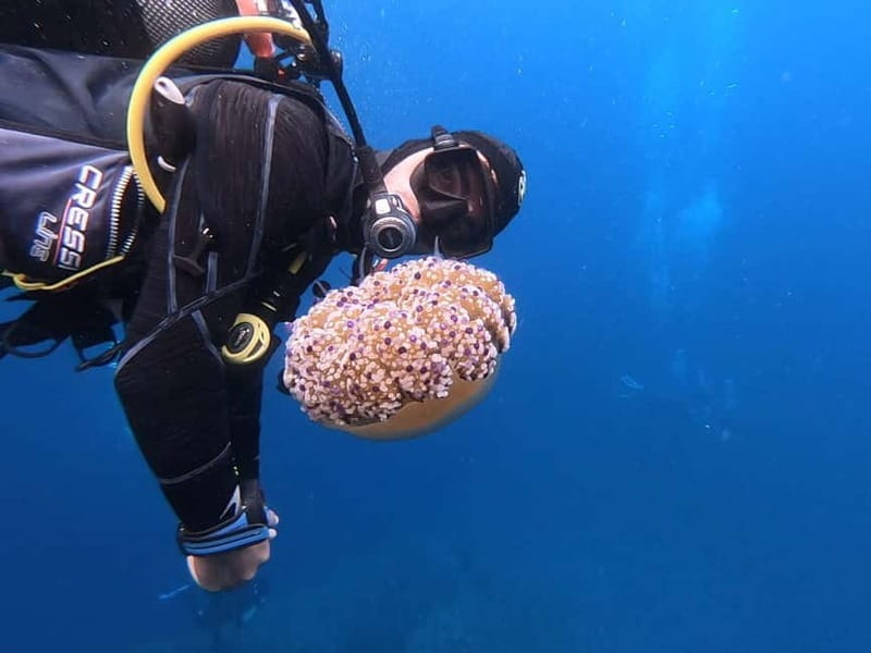 Alghero: Diving - Key Points / Takeaways