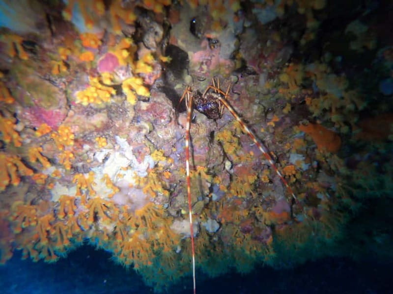 Alghero: Diving - FAQs