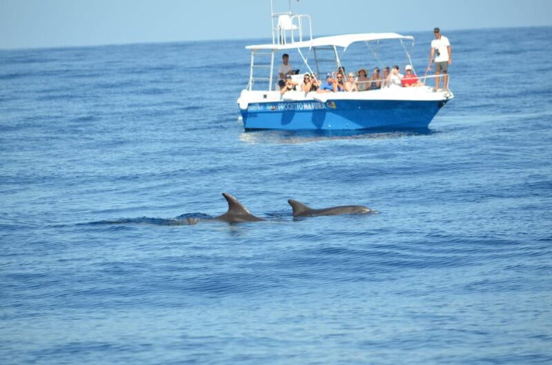 Alghero: Dolphin Watching Tour with Marine Biologists - Key points / Takeaways