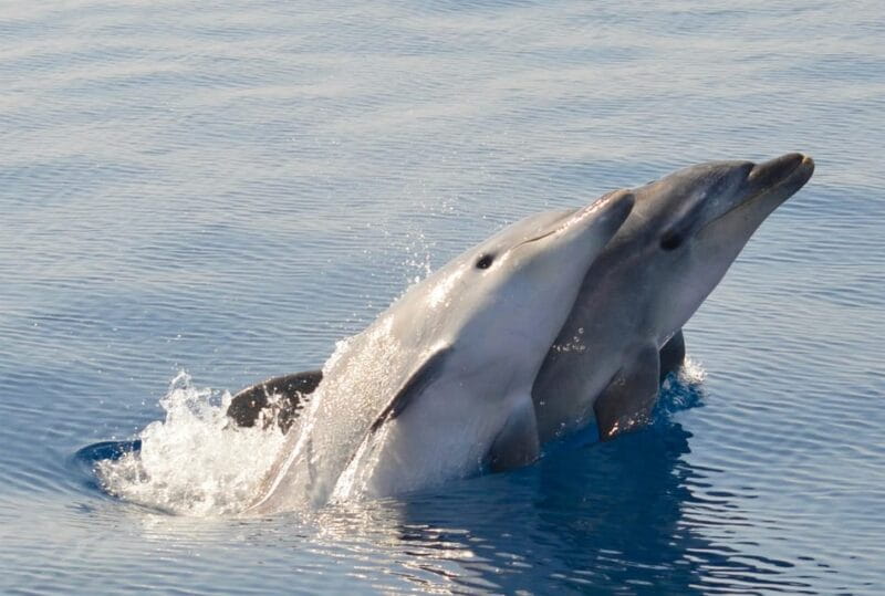 Alghero: Dolphin Watching Tour with Marine Biologists - Exploring Alghero’s Dolphin Watching Adventure in Detail