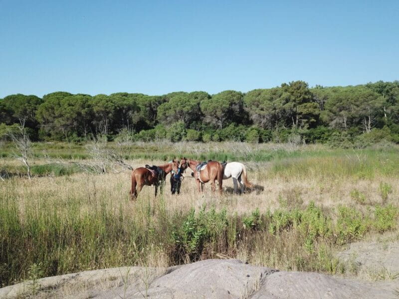 Alghero: Lake Baratz Guided Horseback Ride - Who This Horseback Ride Suits Best