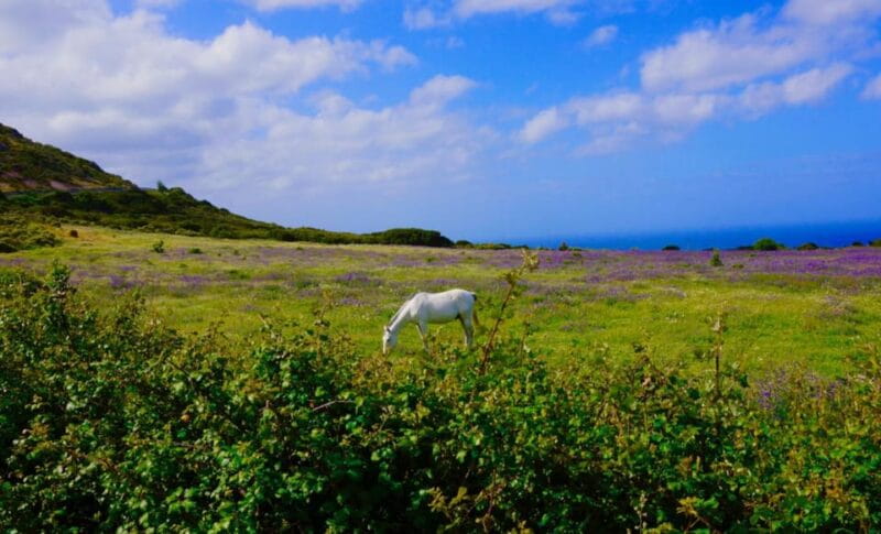 Alghero: Nature, Culture and Breathtaking Views Tour by Jeep - Who This Tour Is Best For