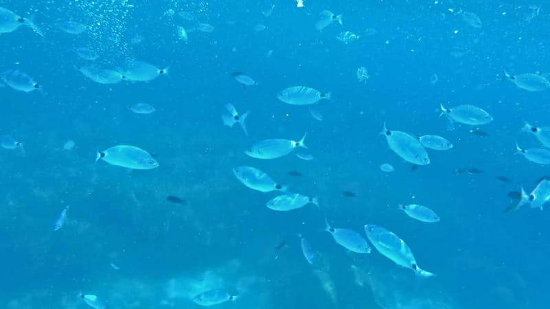 Alghero: Trekking and Snorkelling Tour in Porto Conte Park - Practical Details: What You Need to Know