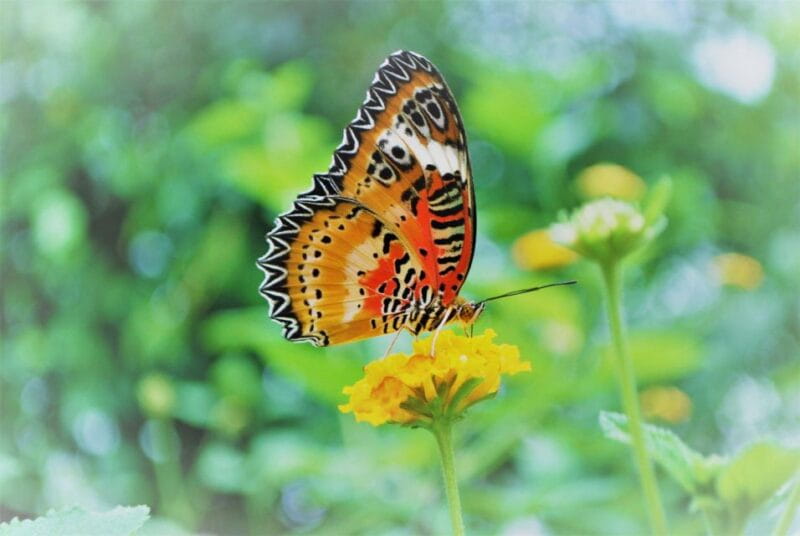 Alghero: Visit at the Butterfly House - An Authentic Encounter with Nature at the Butterfly House Near Alghero
