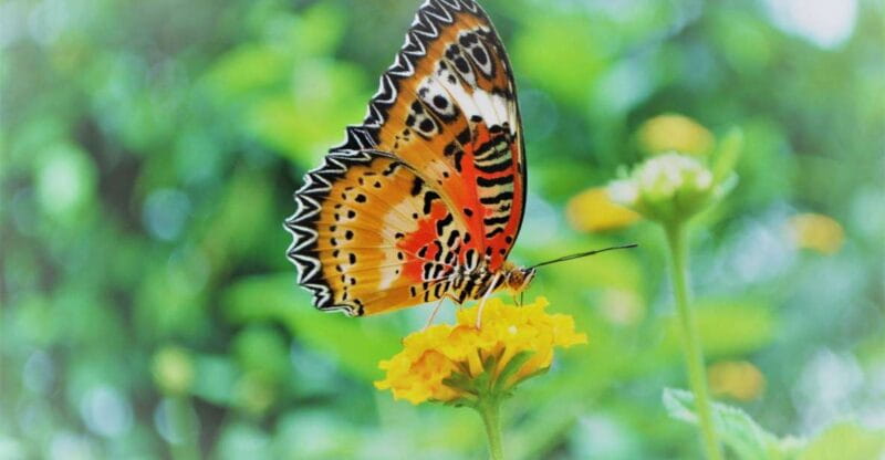 Alghero: Visit at the Butterfly House - Key Points / Takeaways