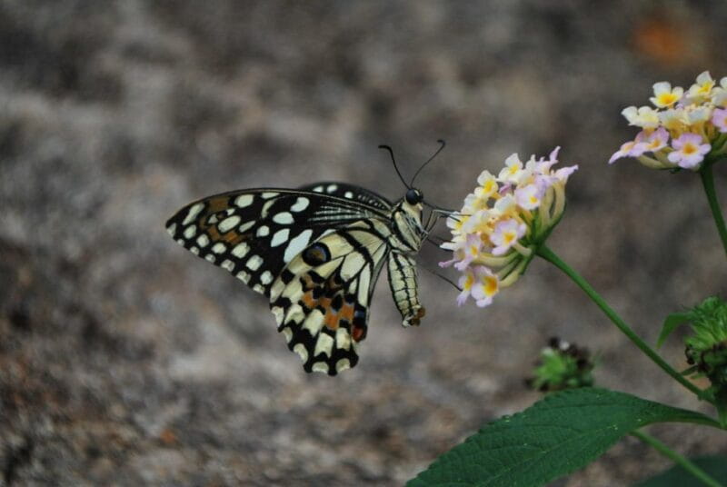Alghero: Visit at the Butterfly House - Who This Experience Suits Best