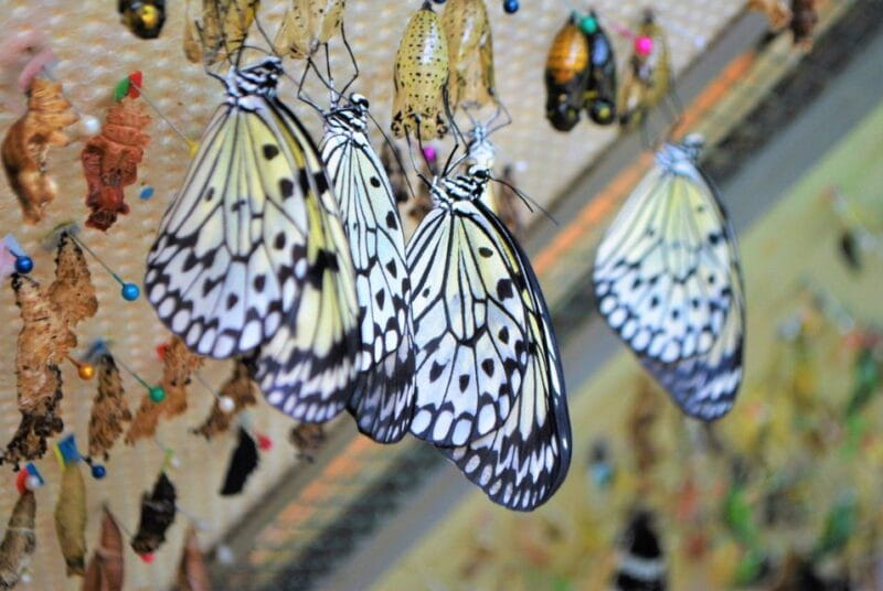 Alghero: Visit at the Butterfly House - FAQ: Your Practical Questions Answered