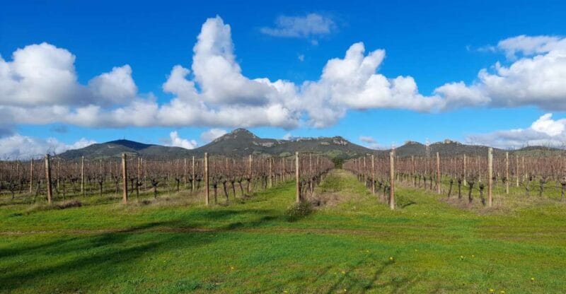 Alghero: wine tasting w/ local aperitif in the vineyard - Key Points / Takeaways