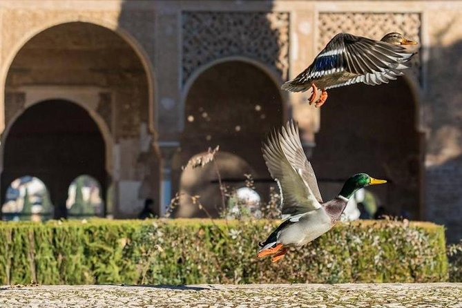 Alhambra Private/Small Group Tour & Nasrid Palaces Skip the Line - Infant Seats