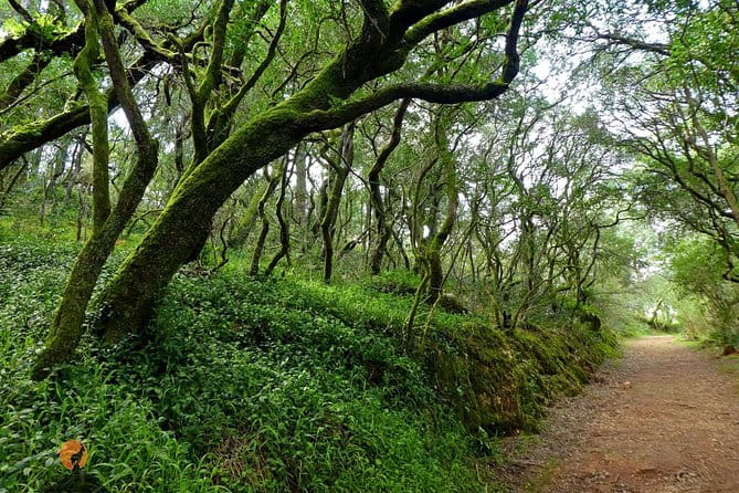 Aliança Underground Museum and Mata do Bussaco - Coimbra - Entering the Aliança Underground Museum: A Journey Beneath the Surface