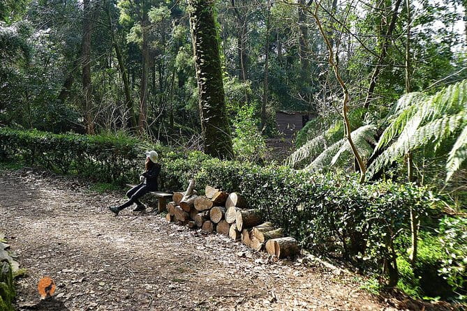 Aliança Underground Museum and Mata do Bussaco - Coimbra - The Green Escape: Walking Through Mata do Bussaco