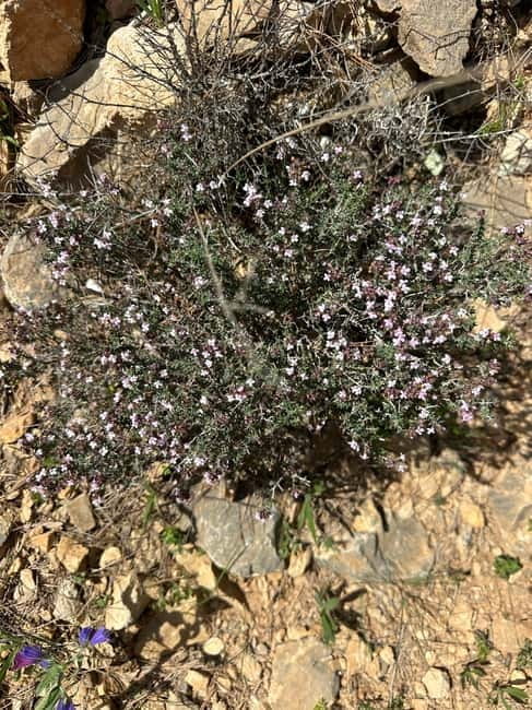 Alicante, Torrevieja Hiking Tour with Snacks - FAQ