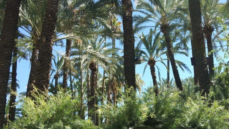 Alicante: UNESCO Heritage Palm grove & Artistic Garden Tour - Final Thoughts
