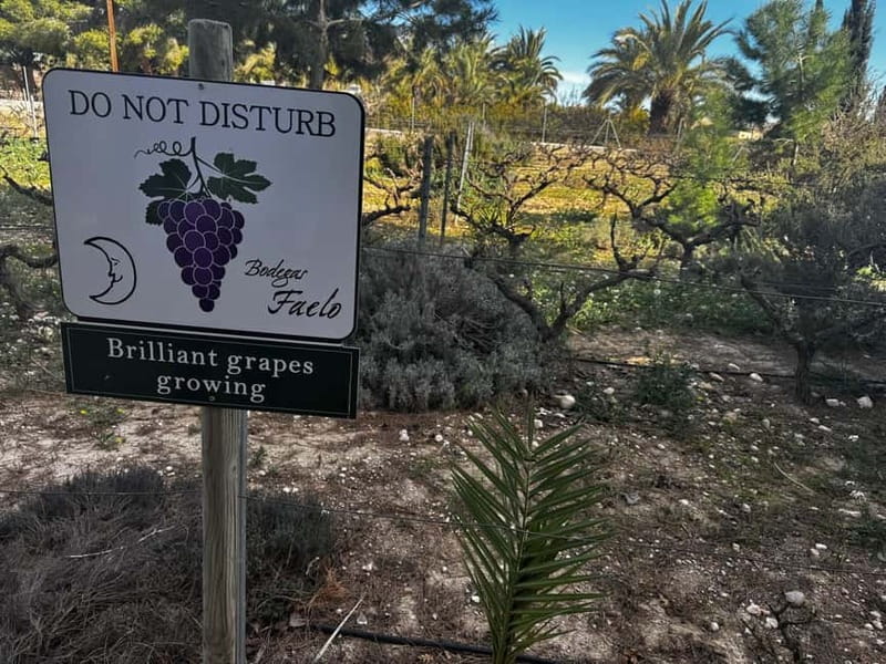 Alicante; Wine Tour Wineries, Food, and Transportation Included - The Sum Up