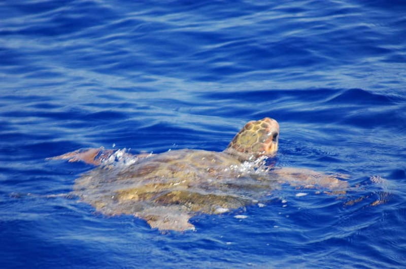 Alicudi e filicudi tour from Lipari - Practical Details & Tips