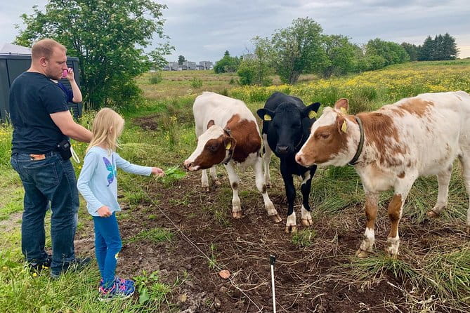 All Alesund Highlights in one tour - Final Thoughts: Is It Worth It?