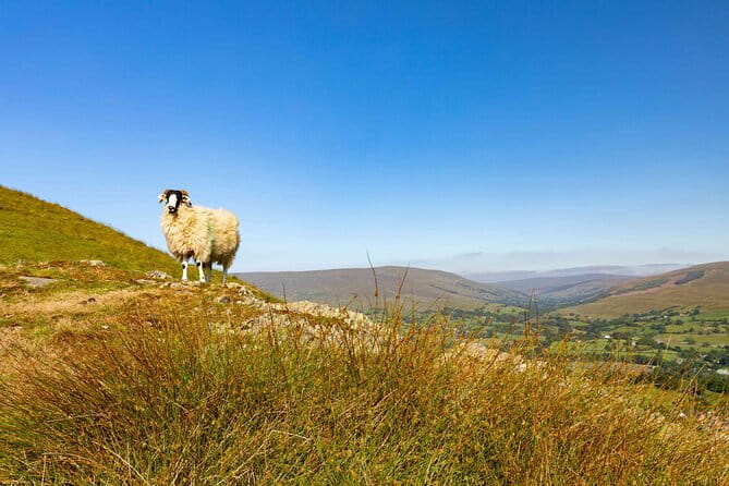 All Creatures Great & Small tour from York - Transportation and Group Dynamics