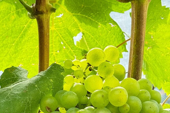 All Inclusive Sake BRE and Winery Tour With View of Mt. Fuji - Explore the Art of Sake Brewing