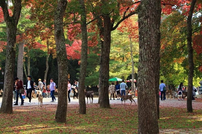 All Must-Sees in 3 Hours - Nara Park Classic Tour! From JR Nara! - Highlights of the Tour