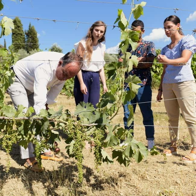 All Tuscany Wine Tour - Key Points / Takeaways