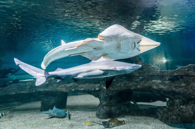 Almería: Aquarium Costa de Almería Entry Ticket - Exploring the Aquarium: What to Expect