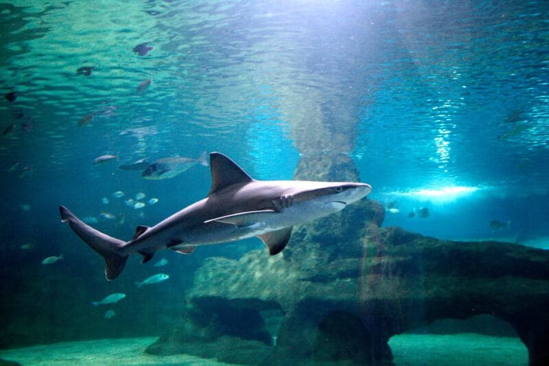 Almería: Aquarium Costa de Almería Entry Ticket - FAQ: Your Questions About Aquarium Costa de Almería