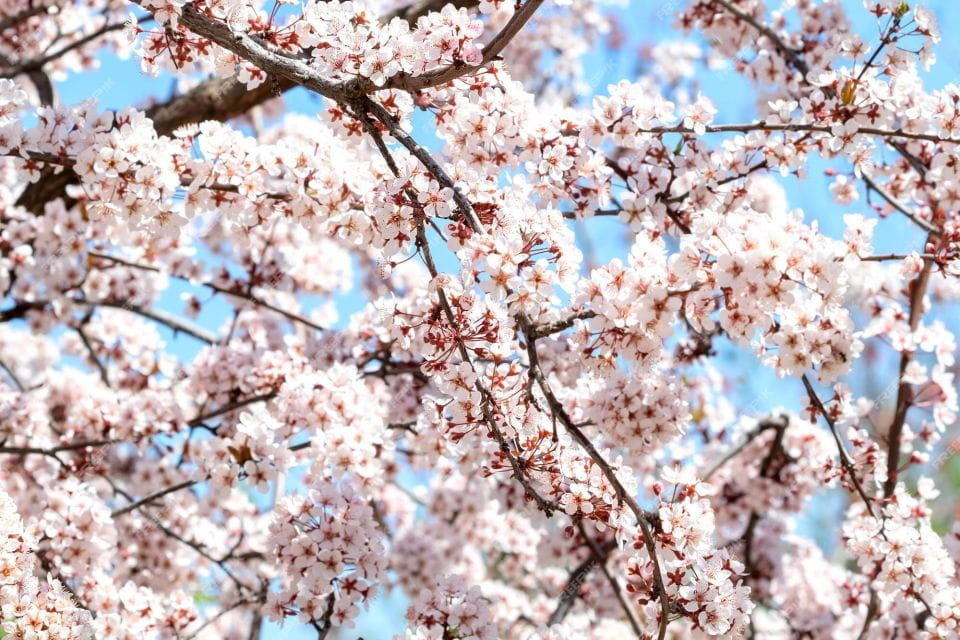 Almond Tree Route - Unsuitability for Certain Groups