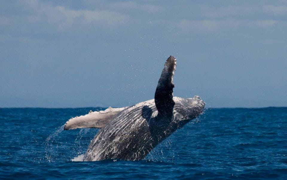 Alta: Alta Fjord Whale Watching Tour - Included Amenities