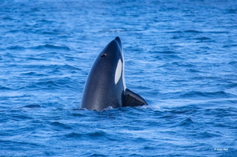 Alta: Altafjord Whale Watching in a Heated Boat - FAQ