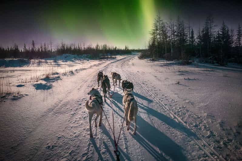 Alta: Dog Sledding Trip under the Northern Lights - A Detailed Look at the Alta Dog Sledding Experience
