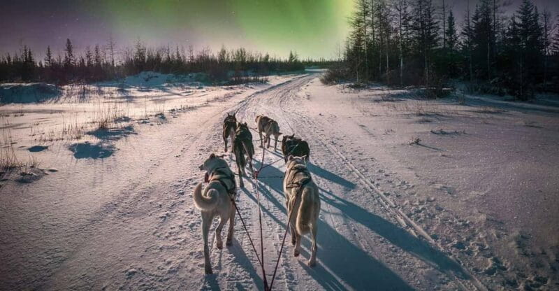 Alta: Dog Sledding Trip under the Northern Lights - Price, Value, and Practical Tips