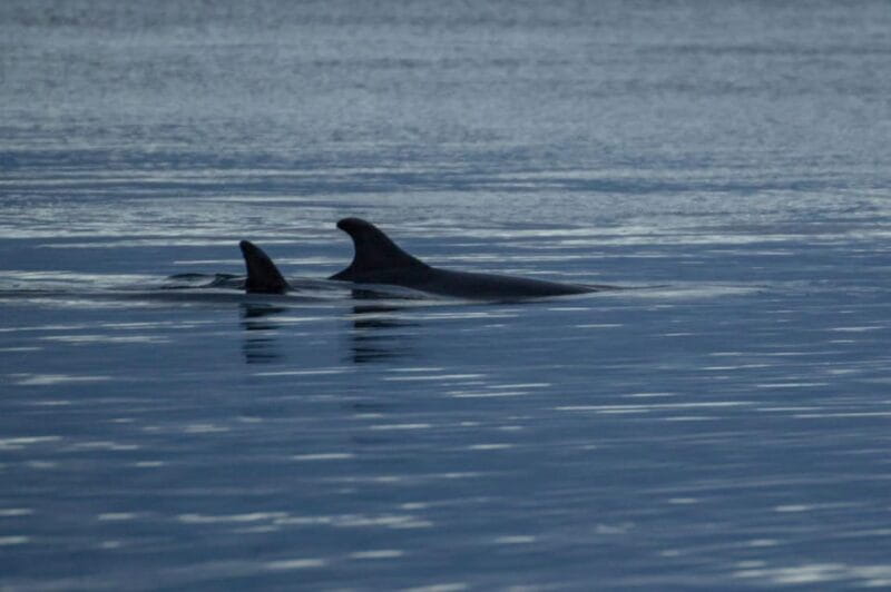 Alta Fjord: Private Whale Watching Tour - Who Is This Tour Best For?