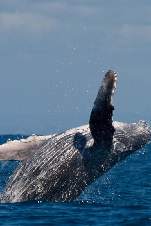 Alta Fjord: Private Whale Watching Tour - Entering the World of Arctic Marine Mammals