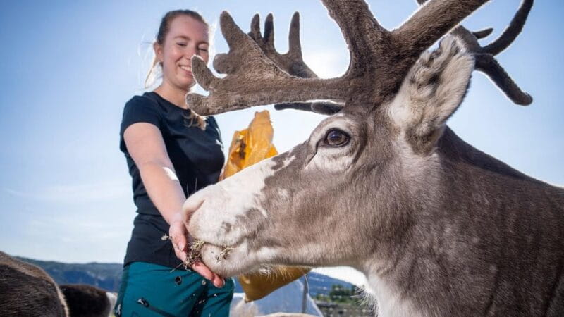 Alta: Reindeer - A carrier of Sámi Culture - Alta’s Reindeer Tour: A Genuine Taste of Sámi Culture