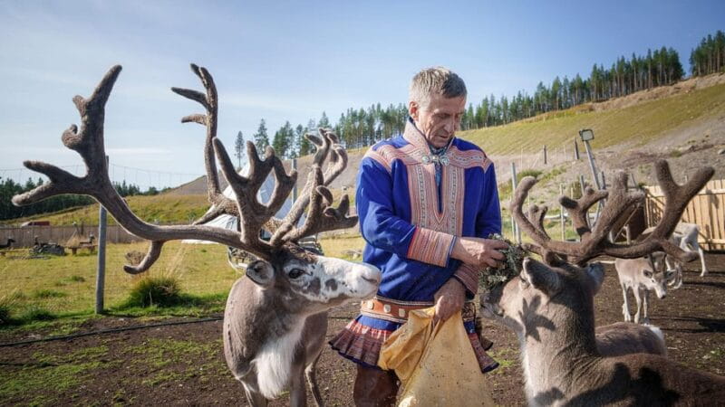 Alta: Reindeer - A carrier of Sámi Culture - The Reindeer Enclosure: Up Close and Personal