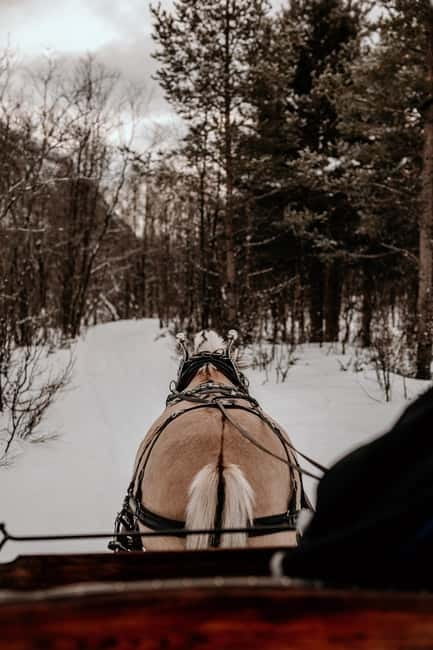Alta: Sleigh or wagon Ride in the Arctic Countryside - Key Points / Takeaways
