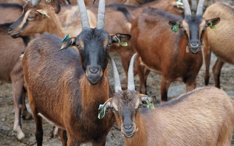 ALVÃO SHEPHERD'S HIKE - The Itinerary: What to Expect on Your Day Out