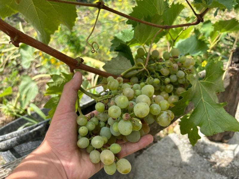 Amalfi Coast: Italian Dinner in Acampora's Farm - Final Thoughts